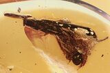 Fossil Crane Fly, True Midge, and Larval Case in Baltic Amber #275408-1